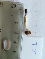 Psathyrella flexispora