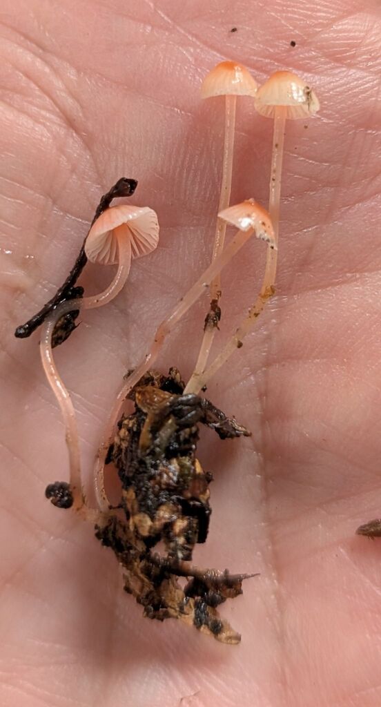 Atheniella sp. 'flavoalba-PNW02' · November 2025 · photo: © michaelshan (iNaturalist, cc-by-nc)
