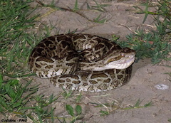 Bothrops diporus