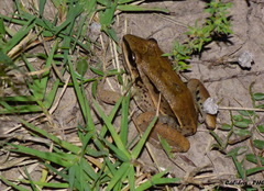 Leptodactylus mystacinus