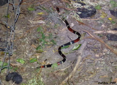 Micrurus pyrrhocryptus