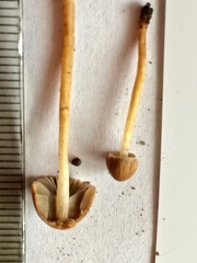 Psathyrella flexispora