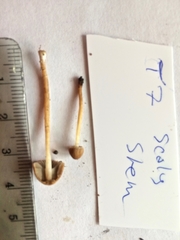 Psathyrella flexispora