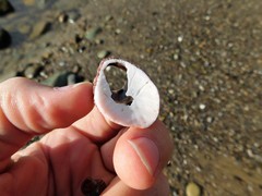 Megabalanus californicus