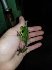 Agalychnis spurrelli