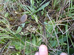 Nolanea edulis concentrica