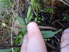 Nolanea edulis concentrica