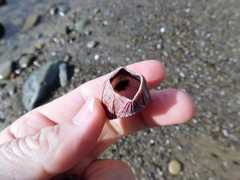 Megabalanus californicus