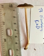 Nolanea edulis concentrica