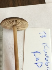 Nolanea edulis concentrica