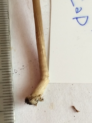 Nolanea edulis concentrica