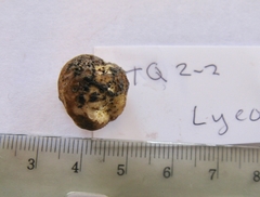 Lycoperdon dermoxanthum