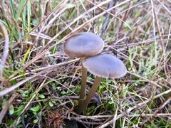Efibulata
