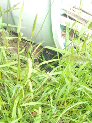 Lowlands Copperhead sighting