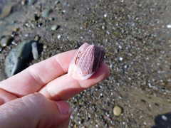 Megabalanus californicus