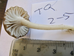 Cuphophyllus recurvatus