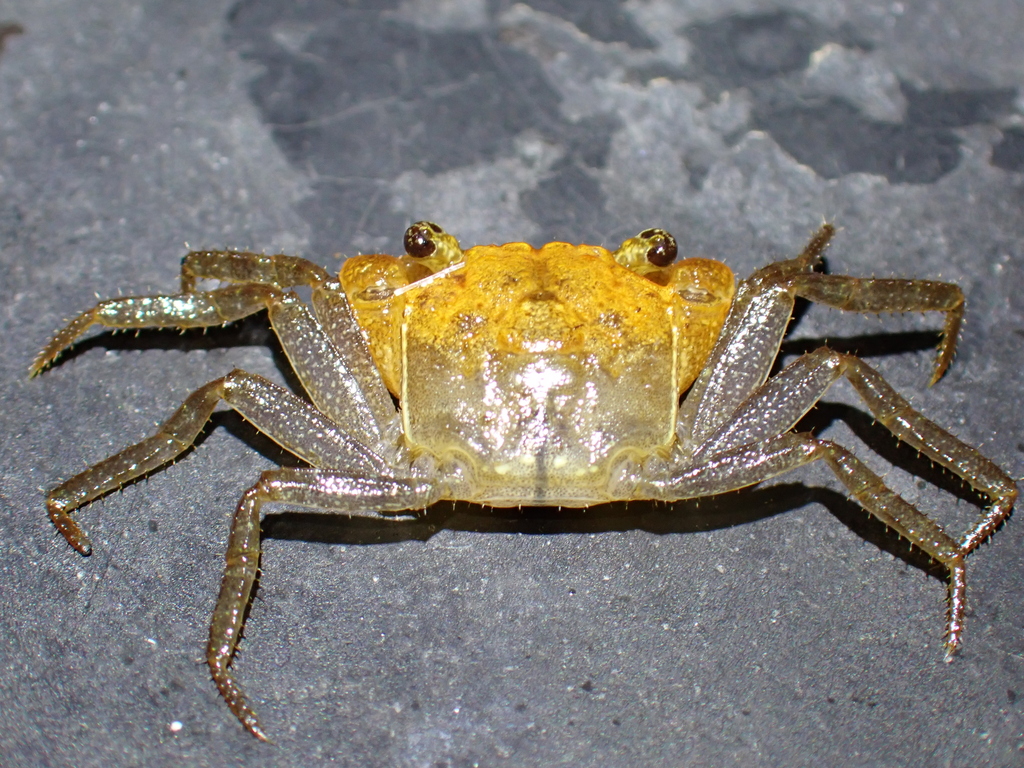 Penang Hill Vampire Crab