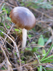 Cuphophyllus recurvatus