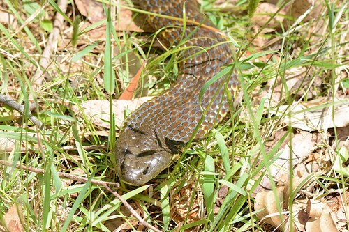 Eastern Tiger Snake sighting