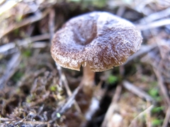 Rhodocybe caelata