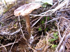 Rhodocybe caelata
