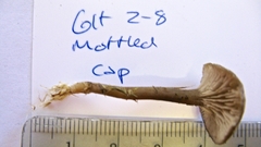 Rhodocybe caelata