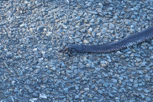 Red-bellied Black Snake sighting