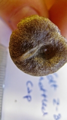 Rhodocybe caelata