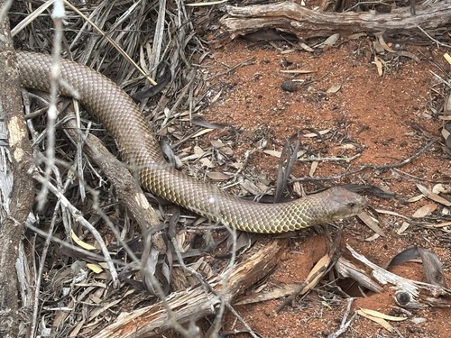 Mulga Snake sighting