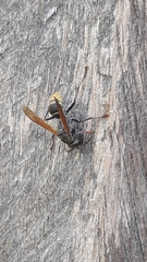 Polistes cinerascens