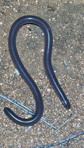 Dark-spined Blind Snake sighting