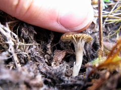 Cuphophyllus recurvatus