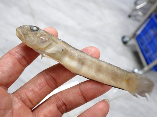 Scalynape goby (Oxyurichthys auchenolepis) — Gobiidae — 2
