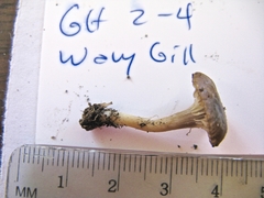 Cuphophyllus recurvatus