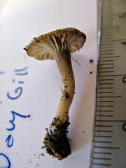 Cuphophyllus recurvatus