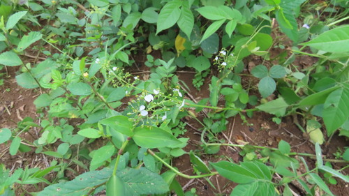 Aneilema umbrosum