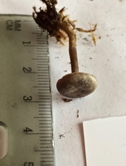 Rhodocybe caelata