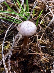 Rhodocybe caelata