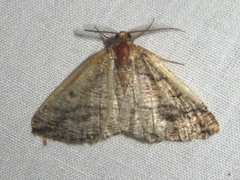Pterospoda nigrescens