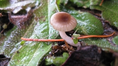 Cuphophyllus recurvatus