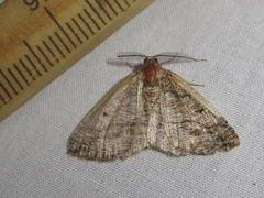 Pterospoda nigrescens