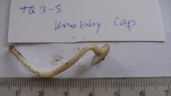 Cuphophyllus recurvatus