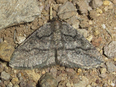 Pterospoda nigrescens