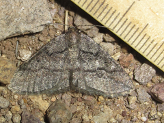 Pterospoda nigrescens