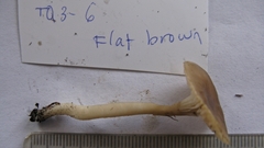 Cuphophyllus recurvatus