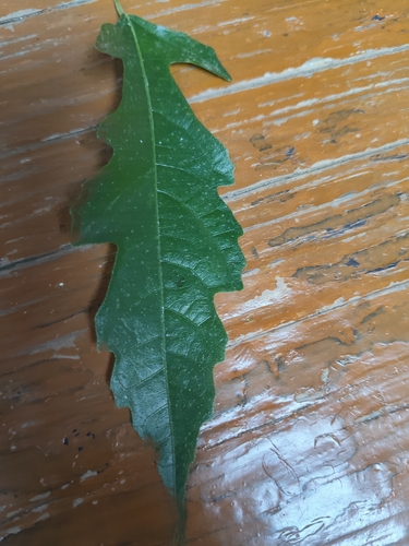 Ficus ampelas iNat (2)