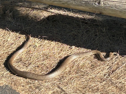Eastern Brown Snake sighting