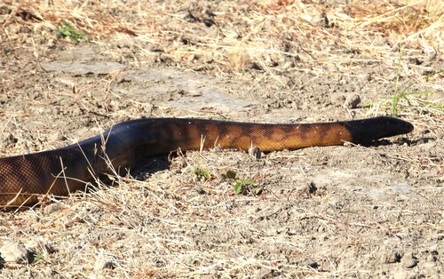 Black-headed Python sighting
