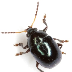 Brachypnoea lecontei