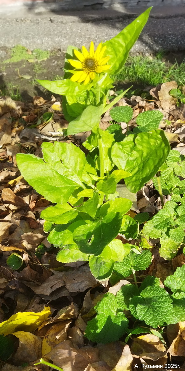 Вербесина Энцелиевидная (Verbesina encelioides)